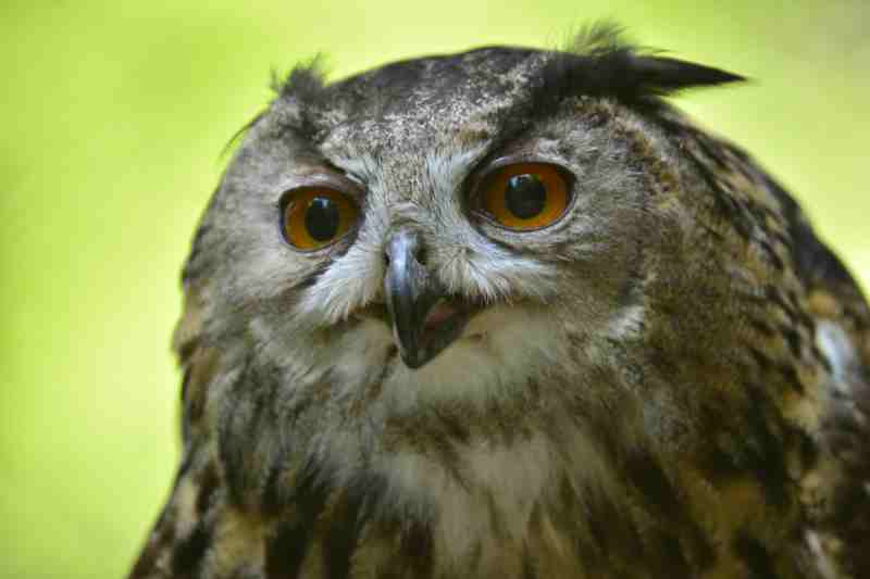 DFH_Sprechender Uhu.JPG